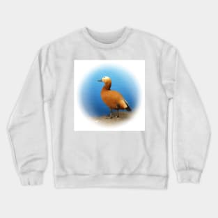 Ruddy shelduck Crewneck Sweatshirt